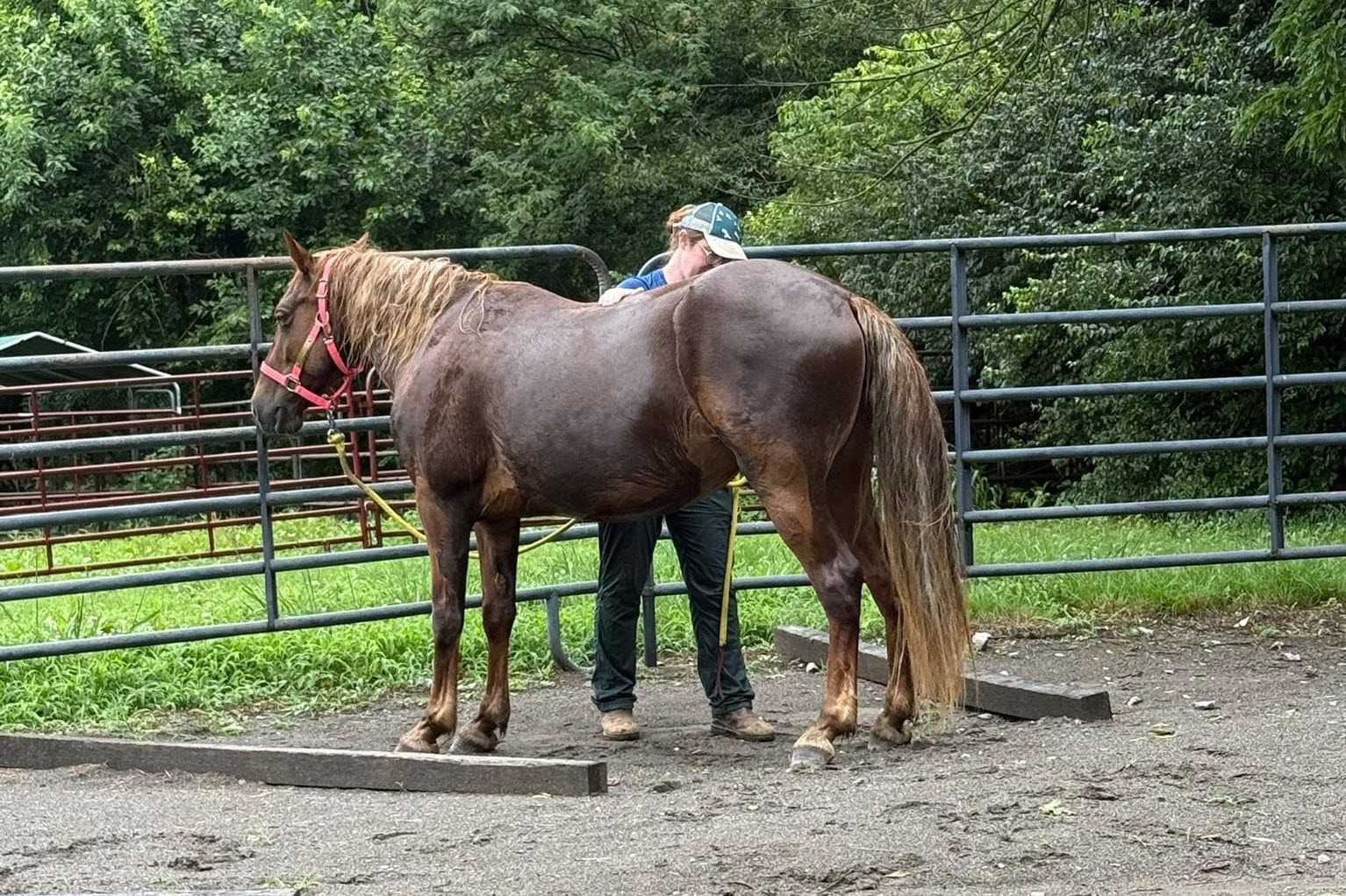 Working with a horse in an outdoor arena